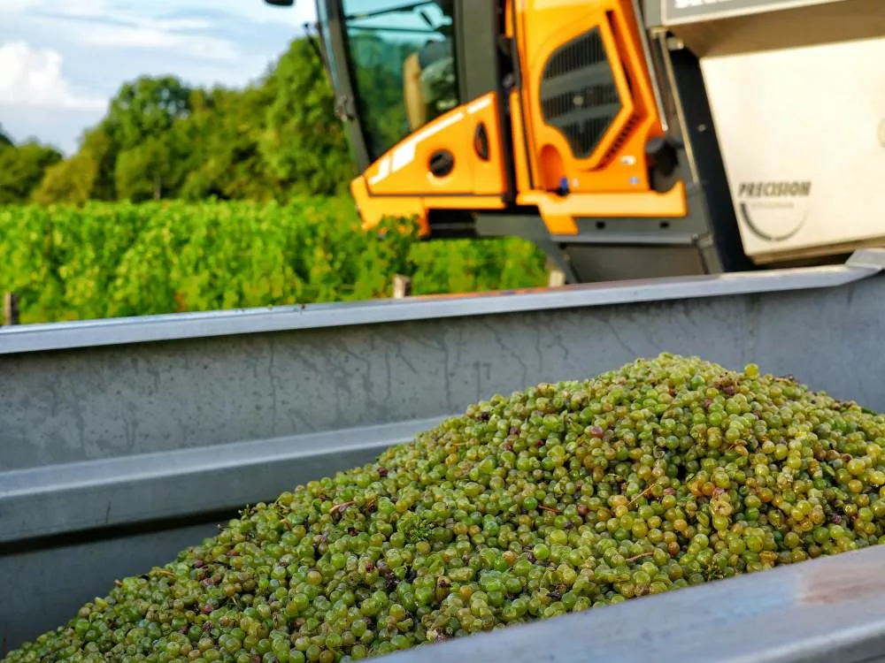 au premier plan, des raisins vendangés, en arrière plan une machine à vendanger dans les vignes